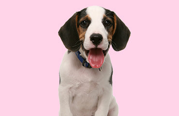10 Essential Dog Accessories Every Pet Parent Needs