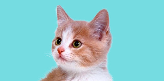 Best Indoor Cat Toys to Keep Your Cat Active in 2026