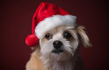 How to Choose the Right Pet Bed for Your Dog or Cat
