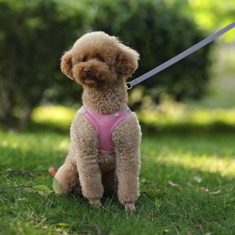 Puppy & Cat Vest Harness with Leash – Breathable Reflective Mesh
